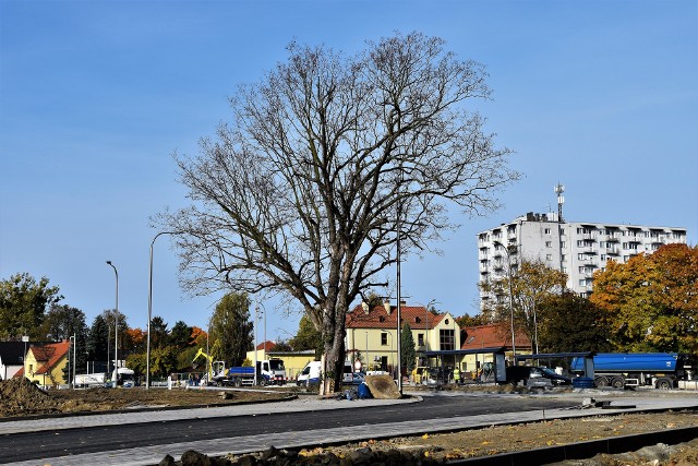 Drzewo na parkingu przy Opolu Zachodnim - stan na drugą połowę października 2021