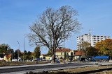 Opole. Ekolodzy alarmują, że drzewa na terenie miejskich inwestycji nie są właściwie zabezpieczane i przez to obumierają. Co na to ratusz?