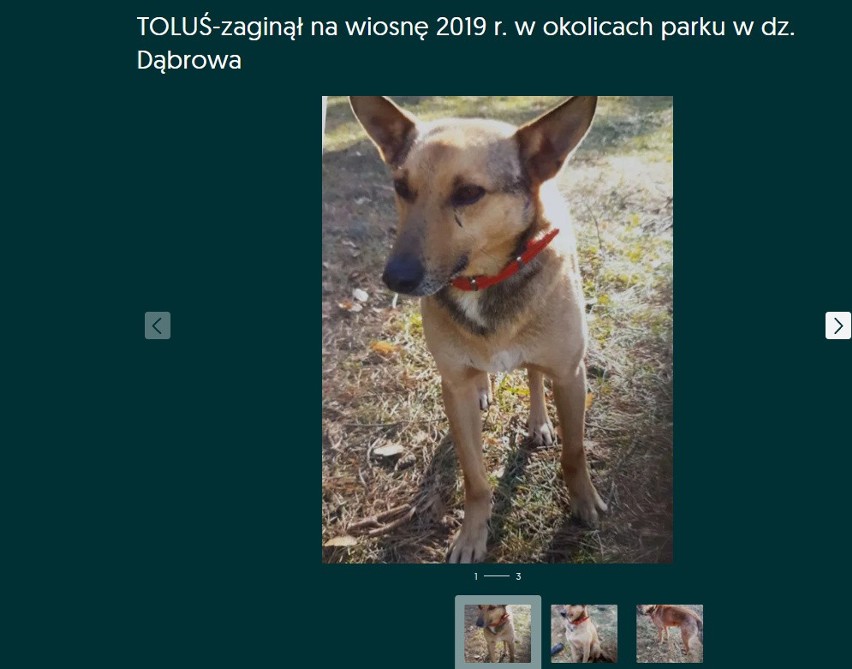 Zaginął na wiosnę 2019 r. w okolicach parku w dz. Dąbrowa.