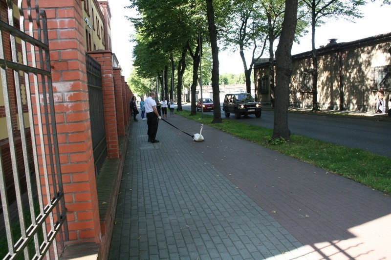 Zagubiony łabędź na ul. Kozietulskiego w Słupsku