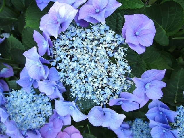 Hortensja piłkowana wyróżnia się oryginalnymi kwiatostanami.