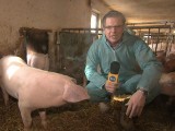 Filip Chajzer odwiedza niedoceniane świnie [WIDEO]
