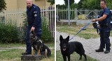 Romb i Rewir - nowe psy policyjne w Grudziądzu. Romb wykryje materiały wybuchowe, Rewir patroluje i tropi [zdjęcia] 