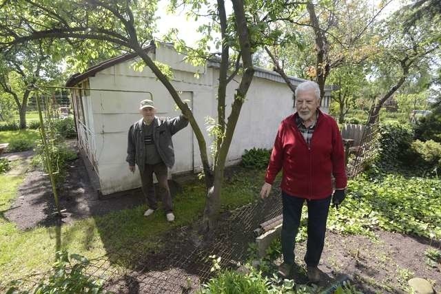 Spór pomiędzy Stanisławem Majkutem a Gracjanem Leczykiem, z powodu drzew rosnących na działce, trwa już od dwóch lat