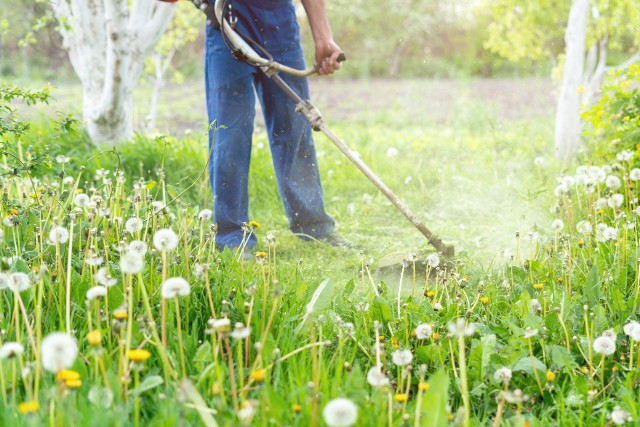 Ogrodnik kosi trawę trymerem w wiosennym ogrodzie
