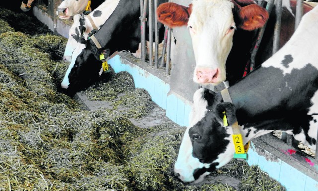 Mimo, że mleko jest tanie, a rolnicy przygotowali mniej paszy, za wszelką cenę starają się nie ograniczać produkcji mleka. Gospodarze mają zobowiązania, które muszą spłacać.