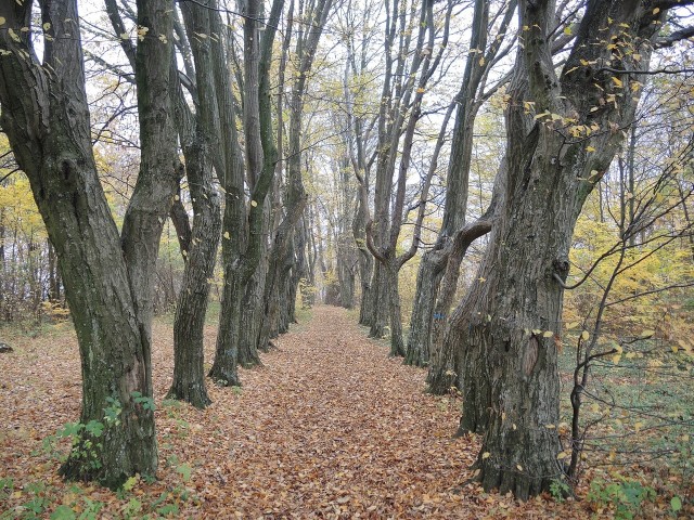 Park w Świerzenku