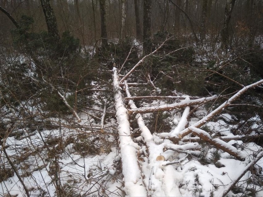 Drzewa ścięte w Lesie Borkowskim
