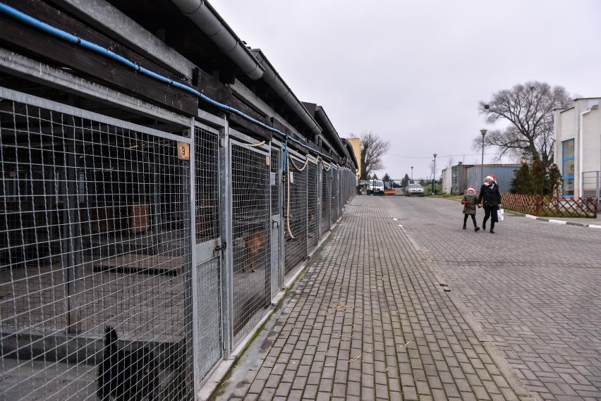 Gdańskie schronisko dla zwierząt "Promyk" będzie...