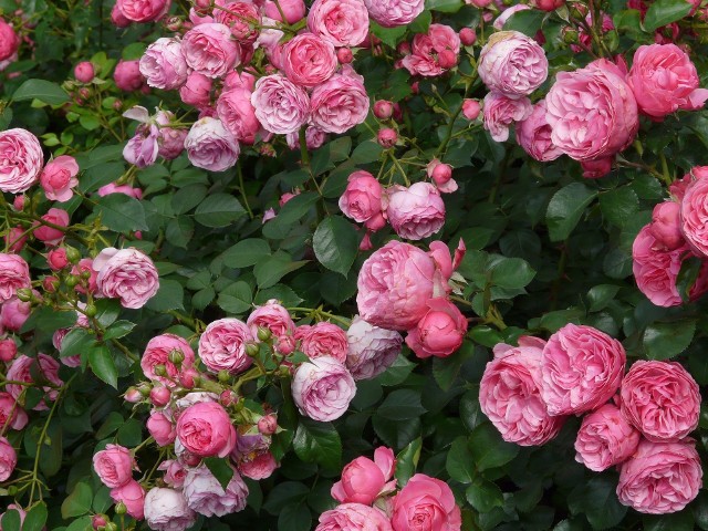 Róża – to piękny krzew o małych  wymaganiach glebowych. Jednak optymalne dla niej jest stanowisko ciepłe, słoneczne oraz lekko przewiewne.