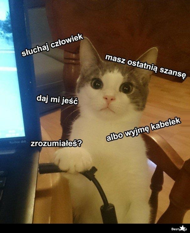 Oto memy o kotach specjalnie na Dzień Kota! Najlepsze memy dla miłośników kotów! 21.02.2024