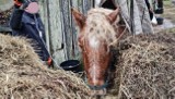 Bastion potrzebuje pomocy. To ukochany koń niepełnosprawnych dzieci (ZDJĘCIA)