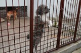 Kraków. Radni z klubu Nowoczesny Kraków proponują, by miasto finansowało opiekę weterynaryjną dla adoptowanych psów i kotów