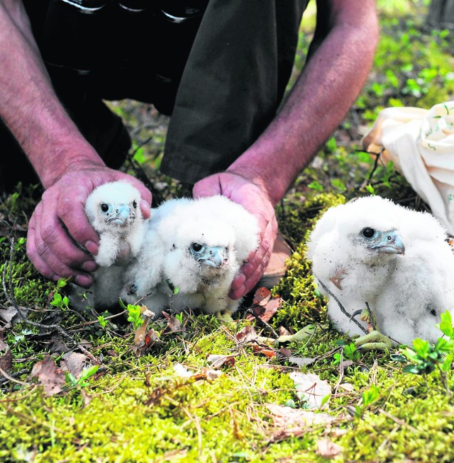 Przyrodnicy znaleźli małe sokoły wędrowne koło Żmigrodu. Młode ptaki wylecą z gniazda po kilku tygodniach