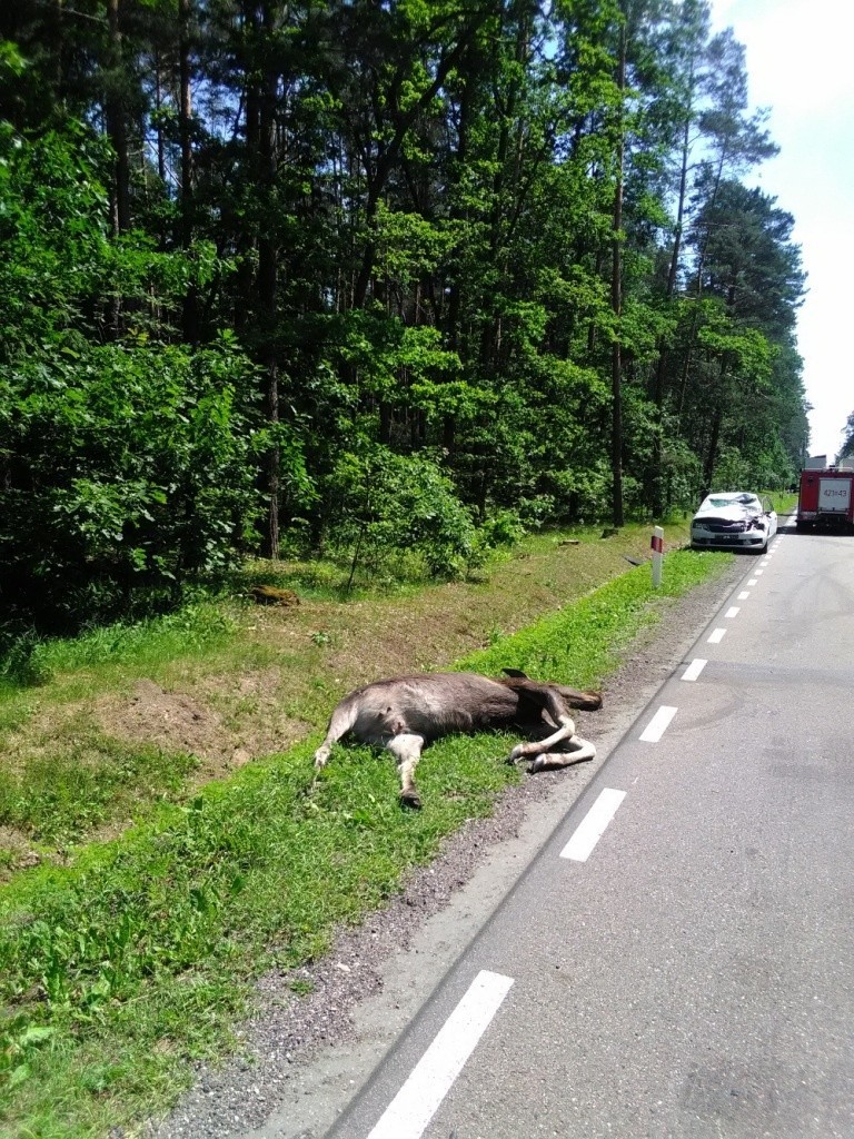 DK 65. Kolejny wypadek. Uważajcie na tej drodze na zwierzęta! (zdjęcia)