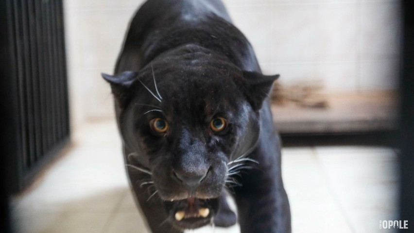 W opolskim zoo zamieszkała jaguarzyca Yana.