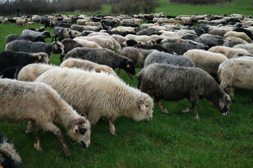 W Bieszczadach trwa wiosenny redyk, czyli wypas owiec....