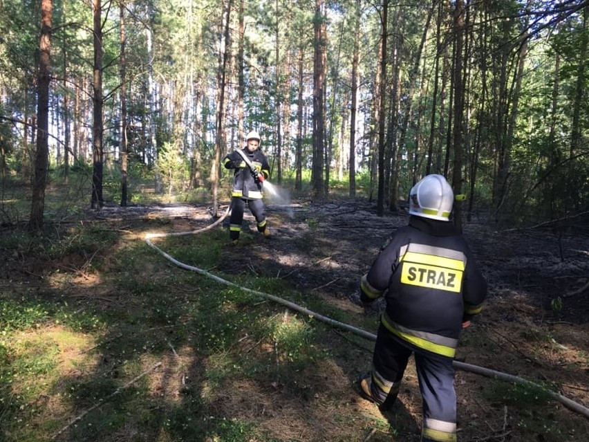 Nowiny Kasjerskie. Pożar lasu gasili strażacy z OSP Knyszyn (zdjęcia)