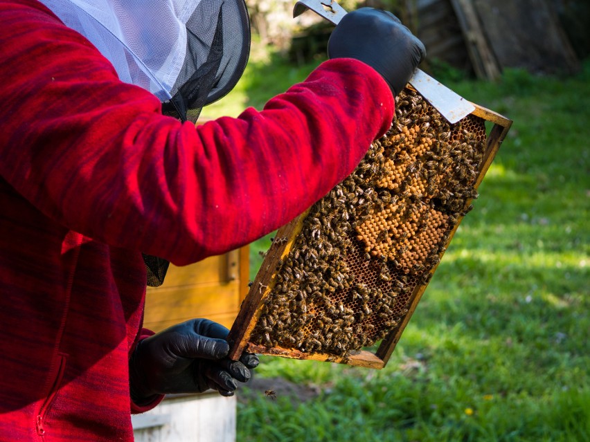 Rafał Szela z Chmielnika, któremu otruto 2,5 mln pszczół, chce pomagać innym pszczelarzom 