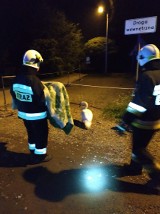 Gmina Liszki. Strażacy ratowali łabędzia. Ptak błąkał się nocą po drodze wojewódzkiej