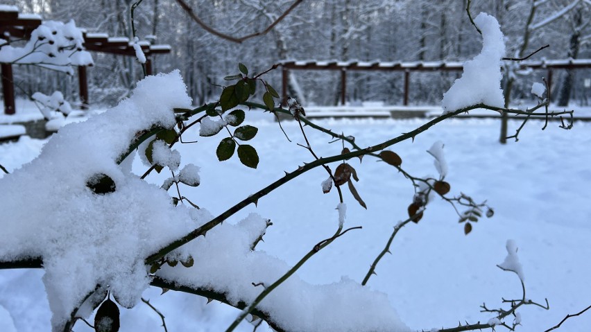Park Zielona w Dąbrowie Górniczej w zimowej odsłonie...