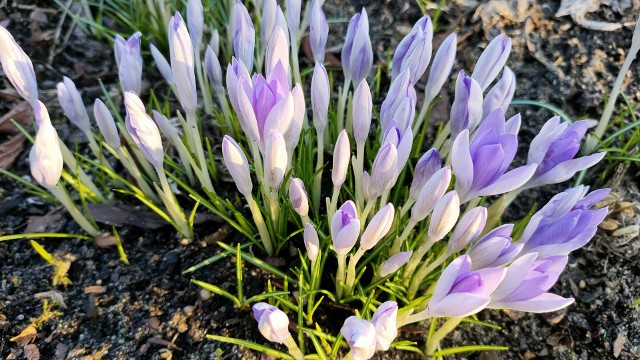Pierwsze wiosenne kwiaty pojawiły się w ogródkach działkowych w Czeladzi Zobacz kolejne zdjęcia/plansze. Przesuwaj zdjęcia w prawo naciśnij strzałkę lub przycisk NASTĘPNE