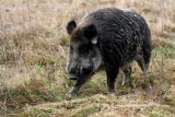 Afrykański pomór świń w Tarnobrzegu. Badania potwierdziły obecność wirusa ASF w ciele martwego dzika znalezionego w mieście