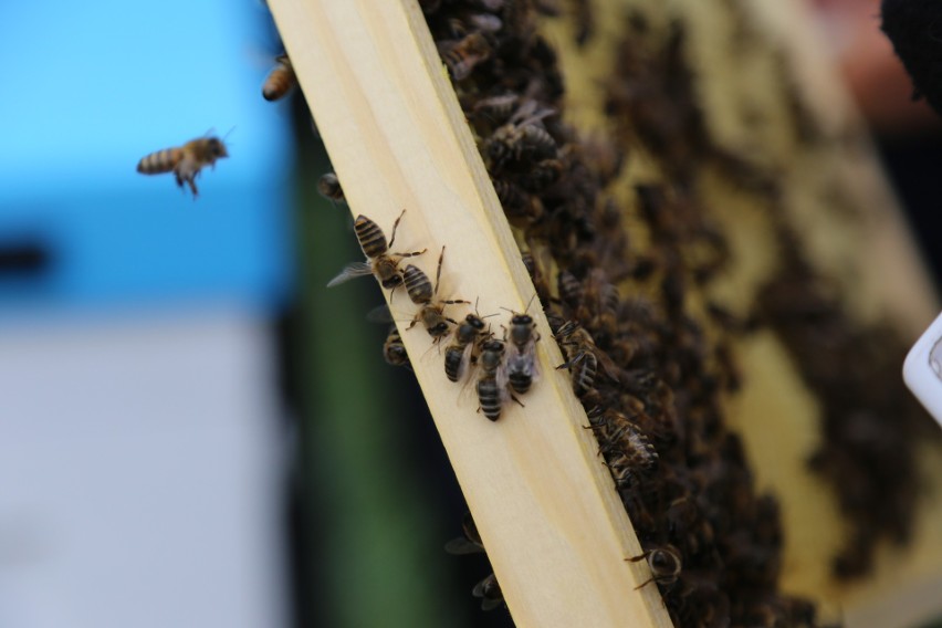 Miejskie pszczoły spisują się świetnie. Zebrano 50 kg miodu, będą kolejne pasieki