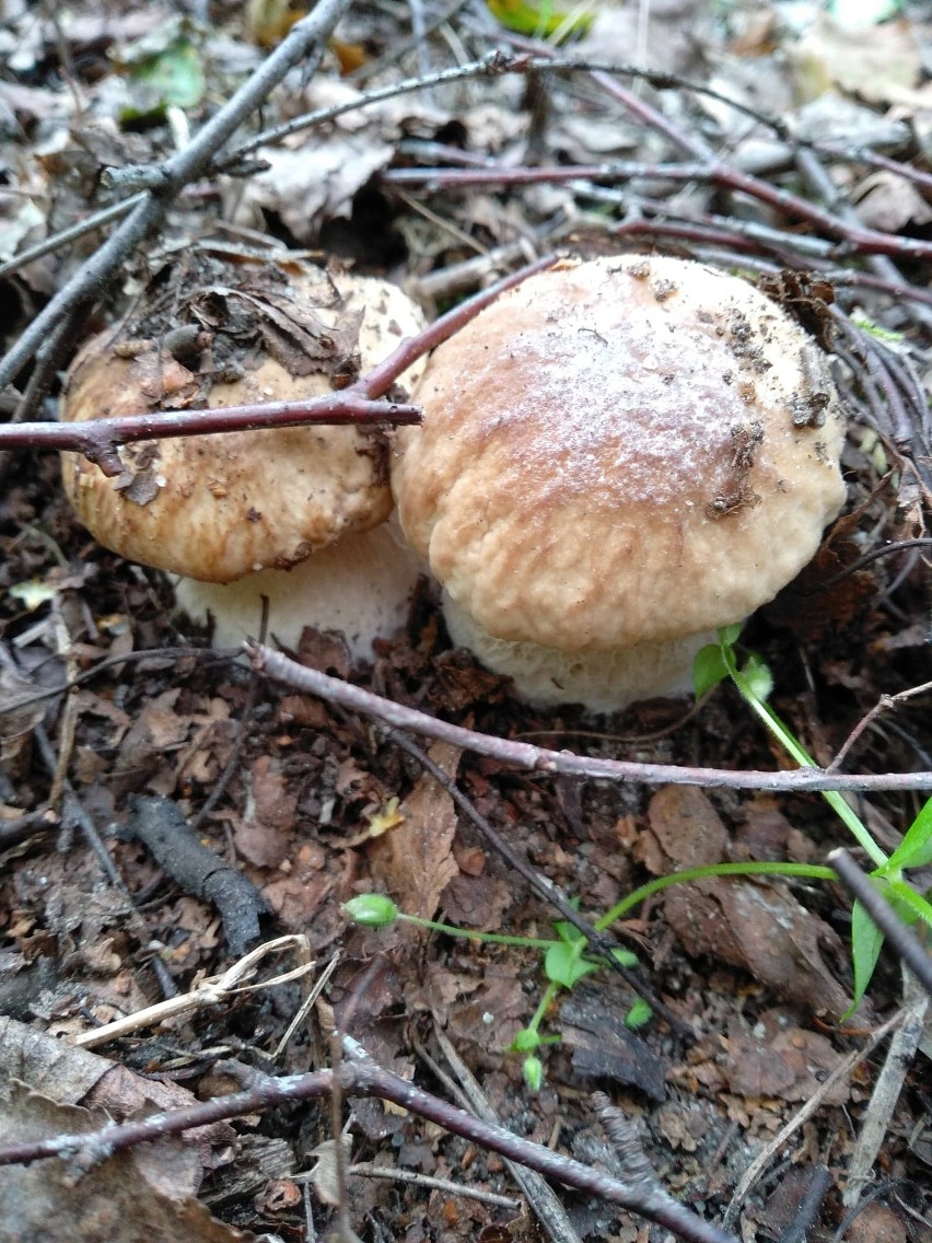 Dlaczego latem wiele grzybów jest robaczywych?