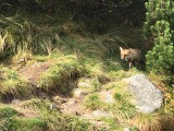 Tatry: Oswojone lisy nową atrakcją Doliny Pięciu Stawów. Czy ludzie zrobili im krzywdę?