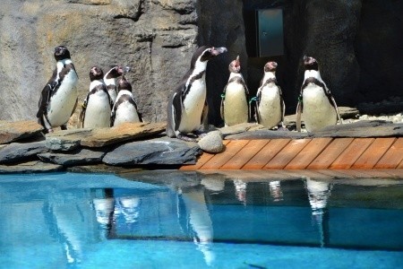 Pingwiny ze Śląskiego Ogrodu Zoologicznego