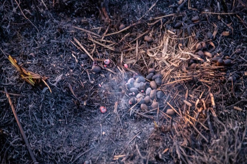 Biebrzański Park Narodowy wciąż płonie. Na szczęście skala rozprzestrzeniania się pożaru spada (zdjęcia, wideo)