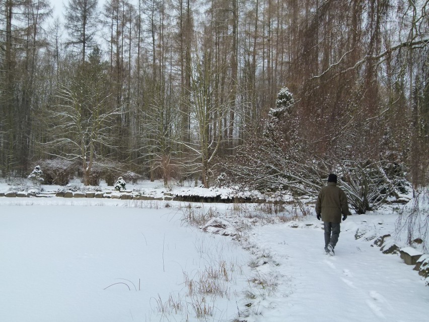 Zima w rogowskim arboretum. Pamiętacie, jak było jeszcze kilka lat temu?