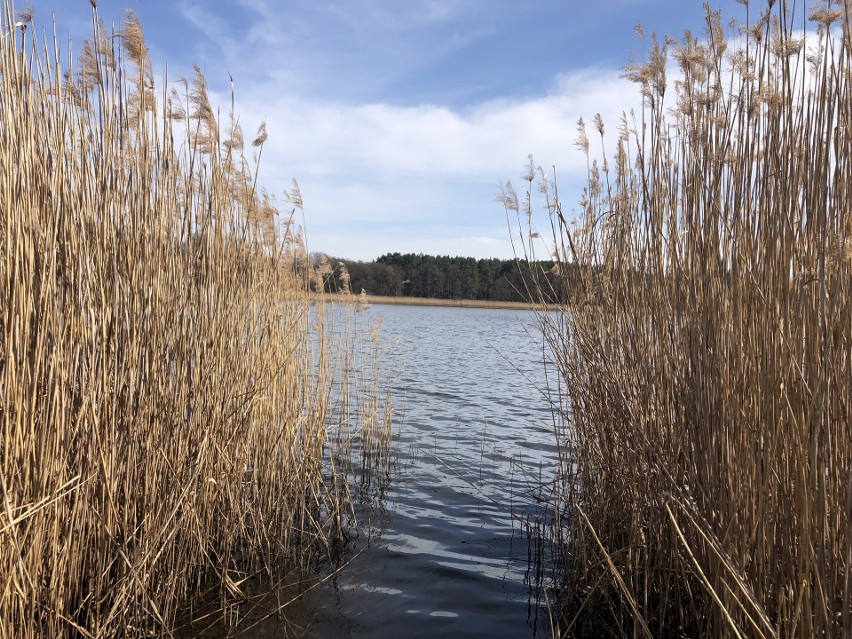 Jezioro Kąpielowe w Szklarce Radnickiej to nie tylko raj dla...