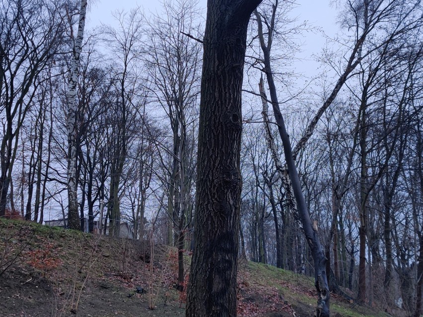 Będzie wycinka drzew w Parku Urszulanek. Gdyńscy urzędnicy podkreślają, że te zagrażają mieszkańcom
