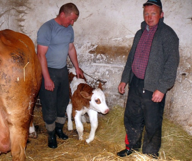Byczek Jagieło musiał przebywać w stodole, bo urodziny były dla niego dużym wysiłkiem.