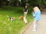 W Starachowicach zebrano około 120 kilogramów karmy dla psów w schronisku