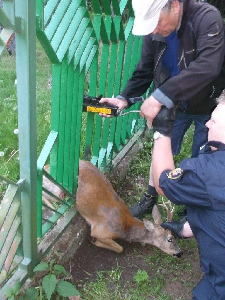 Sarna zakleszczyła się w Parku Grabiszyńskim. Potrzebny był podnośnik [ZDJĘCIA]