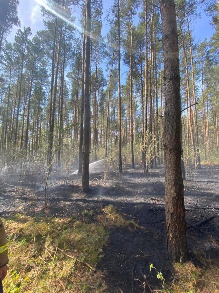 Pożar lasu w Juszkowie. Leśnicy przypominają o bezpieczeństwie w lesie