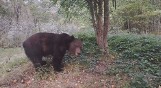 Lasy Państwowe opublikowały wideo z niedźwiedziem Andrzejem w roli głównej; nie po raz pierwszy zwierzak gości te okolice - WIDEO