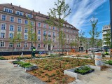 Kończą sadzenie roślin na wrocławskim Nowym Targu. Czy na plac powróci historyczna fontanna Neptuna?