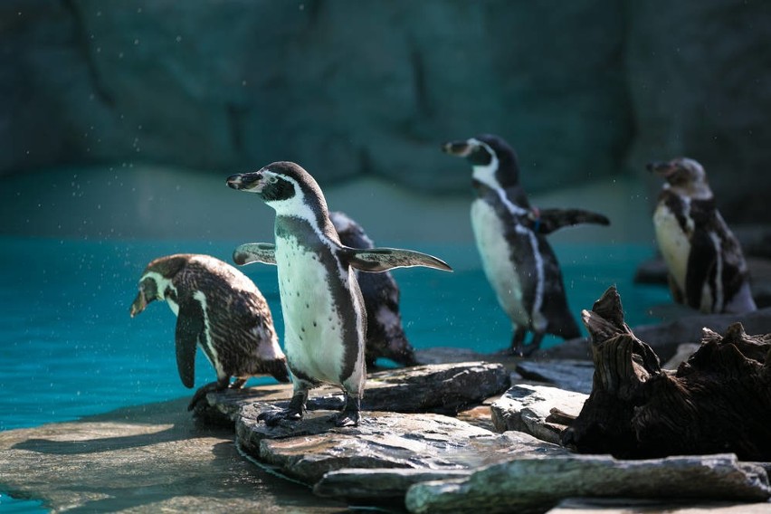 Pingwiny w Krakowie czują się jak w Peru i jedzą opiekunom z ręki [ZDJĘCIA, WIDEO]