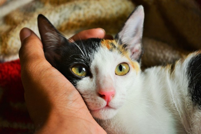 Koty, podobnie jak psy, mogą być zwierzęcymi terapeutami. Felinoterapia to metoda zooterapii polegająca na kontakcie z mruczącym pupilem. Jakie skutki może przynieść obecność kota? Sprawdź, na kolejnych slajdach.