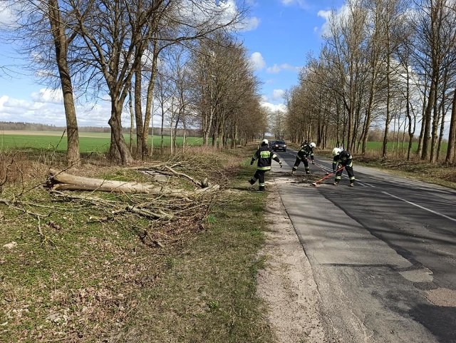 Dzisiaj (poniedziałek) z powodu silnego wiatru w Uliszkowicach (gm. Trzebielino) przewróciło się drzewo. To droga wojewódzka nr 209. Zawalidrogę usunęli strażacy z OSP w Trzebielinie. 