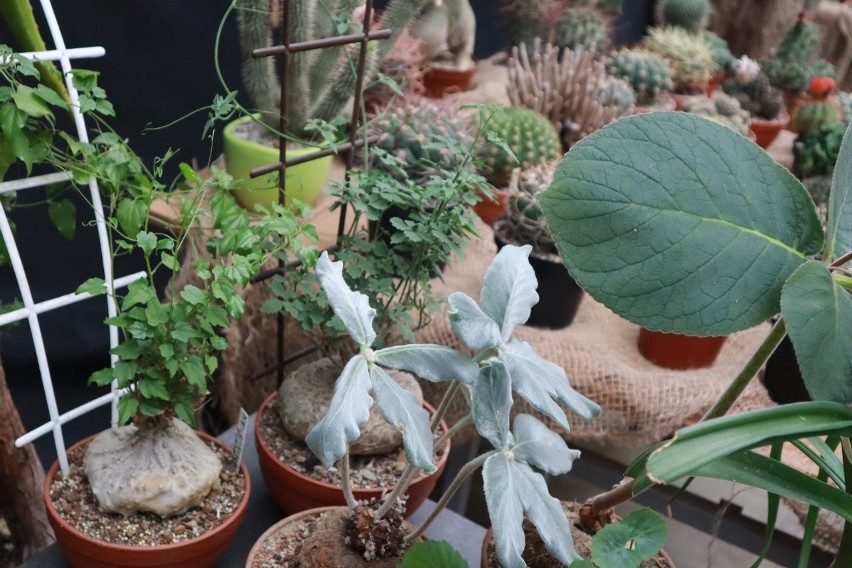 Wystawa kaktusów i sukulentów w Palmiarni Ogrodu Botanicznego w Łodzi