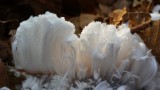 Tak wyglądają lodowe włosy - oto tajemnicze i rzadkie zjawisko w lasach w Polsce. Zobacz zdjęcia!