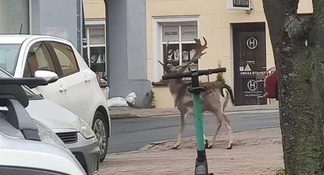 Daniel widziany był w centrum Zielonej Góry. ZOBACZ WIĘCEJ ZDJĘĆ >>>