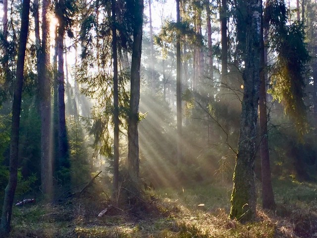 Zdjęcia lasu w wiosennej scenerii w Starym Oleśnie zrobił Dariusz Domagała, amator fotografii z Olesna.