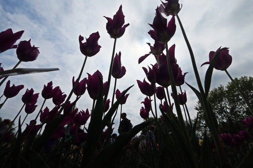 Wiosna rozkwita w lubelskim Ogrodzie Botanicznym UMCS (ZDJĘCIA)