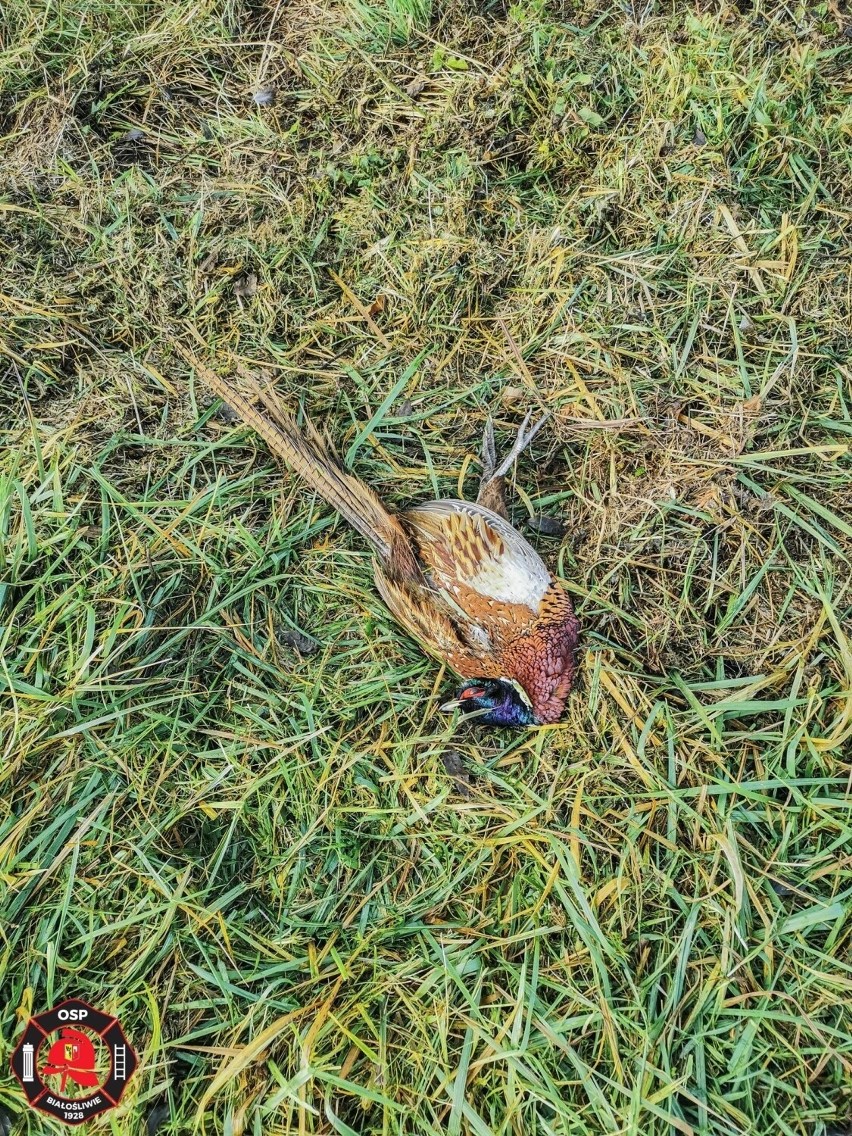 Na miejsce wezwano OSP z Białośliwia, OSP z Krostkowa, JRG...